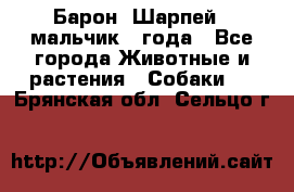 Барон (Шарпей), мальчик 3 года - Все города Животные и растения » Собаки   . Брянская обл.,Сельцо г.